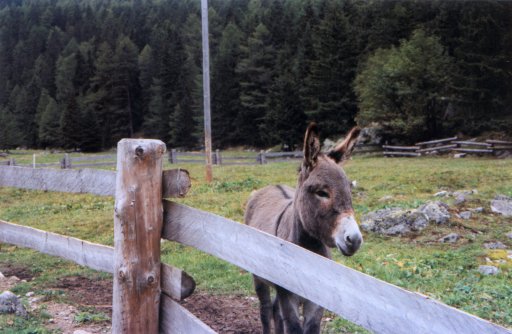 Photographie de l'ne du relais du val d'Arpette