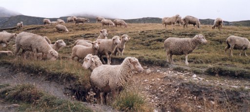 Photographie de moutons